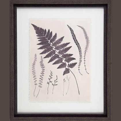 Vintage Fern Study II 37cm x 43cm Picture Black Frame Vintage Fern Study II 37cm x 43cm Picture Black Frame