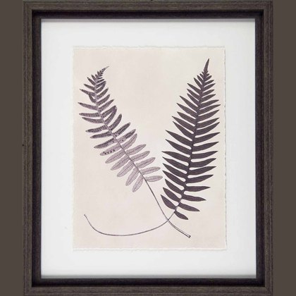 Vintage Fern Study III 37cm x 43cm Picture Black Frame Vintage Fern Study III 37cm x 43cm Picture Black Frame