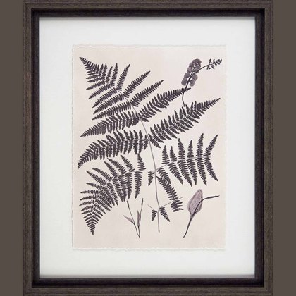Vintage Fern Study IV 37cm x 43cm Picture Black Frame Vintage Fern Study IV 37cm x 43cm Picture Black Frame