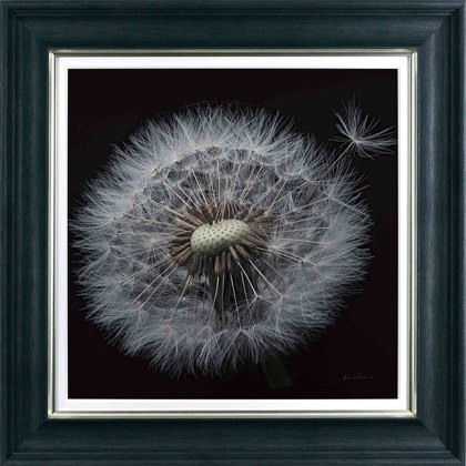 Floral Majesty 76cm x 76cm Picture Black Frame Floral Majesty 76cm x 76cm Picture Black Frame