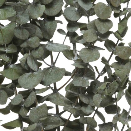 Decorative Eucalyptus With Stem Green (Choice of 2)