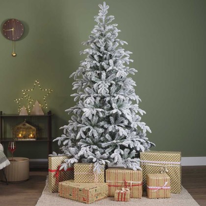 Balsamea Snowy Fir Christmas Tree (Multiple Sizes)