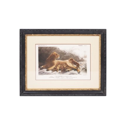 Lion 46cm x 36cm Picture Black Frame Lion 46cm x 36cm Picture Black Frame