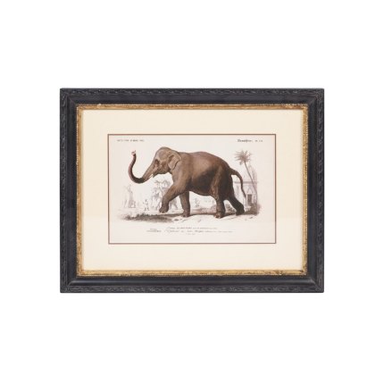 Elephant 46cm x 36cm Picture Black Frame Elephant 46cm x 36cm Picture Black Frame