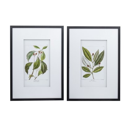 Botanical Wall Art I 50cm x 70cm Pictures Black Frame (Set of 2)