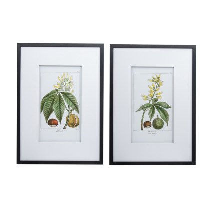 Botanical Wall Art II 50cm x 70cm Pictures Black Frame (Set of 2)