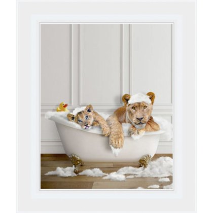 Lions in the Bath 50cm x 40cm Picture White Frame