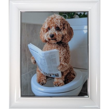 Cockapoo on Toilet 63cm x 53cm Picture White Frame Cockapoo on Toilet 63cm x 53cm Picture White Frame