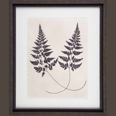 Vintage Fern Study I 37cm x 43cm Picture Black Frame Vintage Fern Study I 37cm x 43cm Picture Black Frame