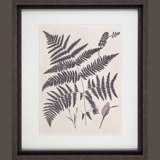 Vintage Fern Study IV 37cm x 43cm Picture Black Frame Vintage Fern Study IV 37cm x 43cm Picture Black Frame
