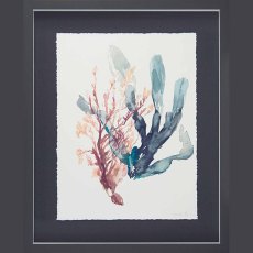 Sweet Seaweed I 43cm x 53cm Picture By Jennifer Goldberger Dark Grey Frame Sweet Seaweed I 43cm x 53cm Picture By Jennifer Goldberger Dark Grey Frame