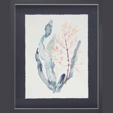 Sweet Seaweed II 43cm x 53cm Picture By Jennifer Goldberger Dark Grey Frame Sweet Seaweed II 43cm x 53cm Picture By Jennifer Goldberger Dark Grey Frame