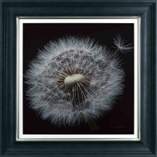 Floral Majesty 76cm x 76cm Picture Black Frame Floral Majesty 76cm x 76cm Picture Black Frame