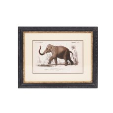 Elephant 46cm x 36cm Picture Black Frame Elephant 46cm x 36cm Picture Black Frame