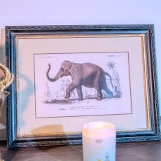 Elephant 46cm x 36cm Picture Black Frame