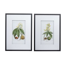 Botanical Wall Art II 50cm x 70cm Pictures Black Frame (Set of 2)