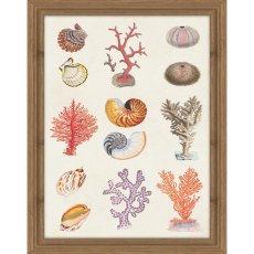 Coral and Shell Collage I 35cm x 45cm Picture By Vision Studio Wooden Frame Coral and Shell Collage I 35cm x 45cm Picture By Vision Studio Wooden Frame
