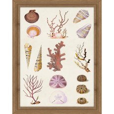 Coral and Shell Collage II 35cm x 45cm Picture By Vision Studio Wooden Frame