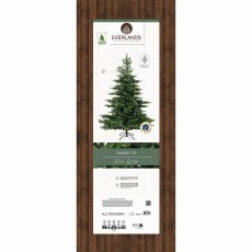 8ft/240cm Grandis Fir Christmas Tree Green 8ft/240cm Grandis Fir Christmas Tree Green