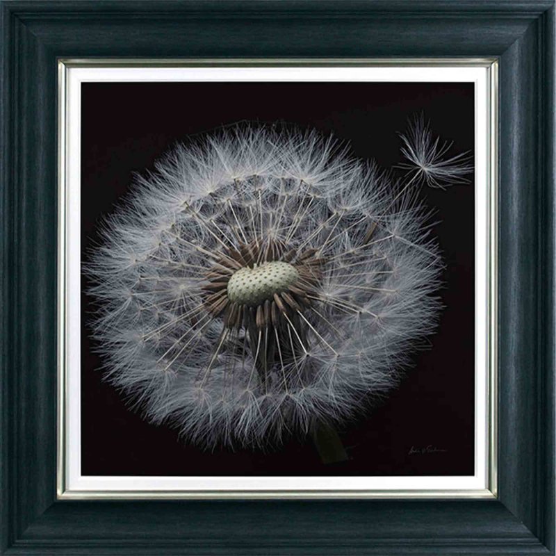 Camelot Floral Majesty 76cm x 76cm Picture Black Frame