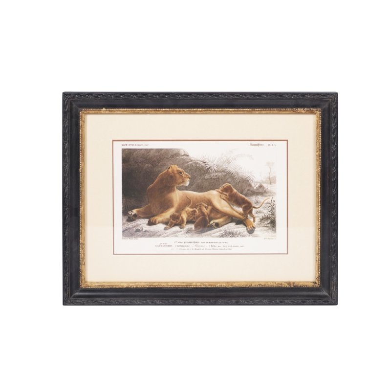 Mindy Brownes Lion 46cm x 36cm Picture Black Frame