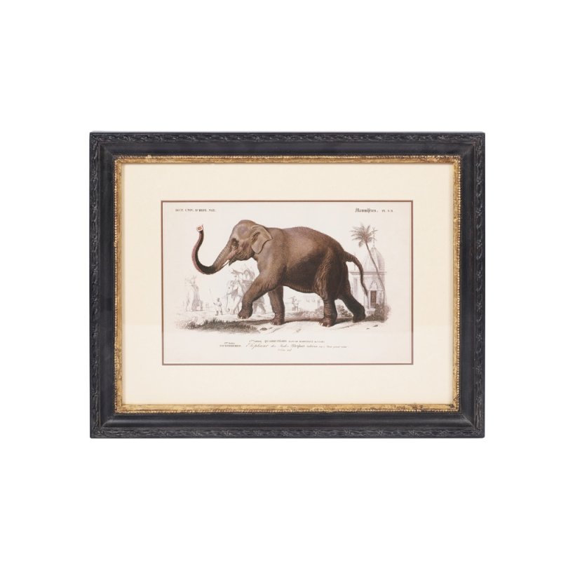 Mindy Brownes Elephant 46cm x 36cm Picture Black Frame