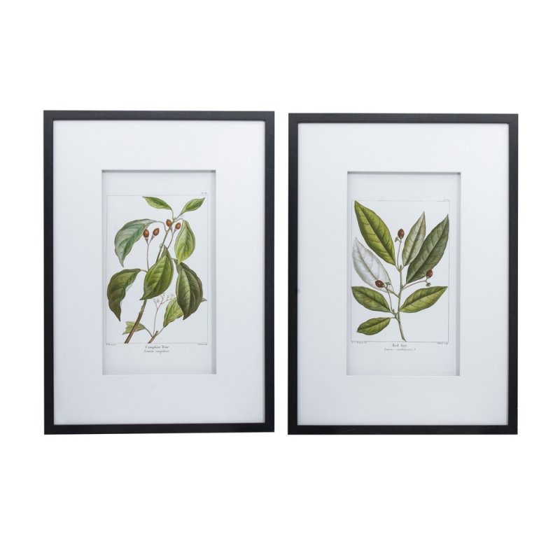 Mindy Brownes Botanical Wall Art I 50cm x 70cm Pictures Black Frame (Set of 2)
