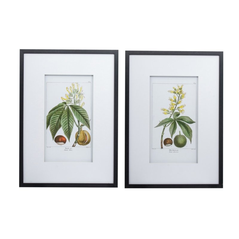 Mindy Brownes Botanical Wall Art II 50cm x 70cm Pictures Black Frame (Set of 2)