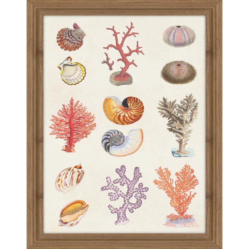Artko Coral and Shell Collage I 35cm x 45cm Picture By Vision Studio Wooden Frame