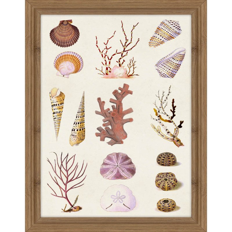Artko Coral and Shell Collage II 35cm x 45cm Picture By Vision Studio Wooden Frame