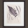 Camelot Vintage Fern Study II 37cm x 73cm Picture Black Frame 