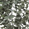Decorative Eucalyptus With Stem Green (Choice of 2) A Close Up