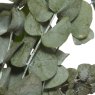 Decorative Eucalyptus With Stem Green (Choice of 2) B Close Up
