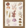 Coral and Shell Collage II 35cm x 45cm Picture By Vision Studio Wooden Frame